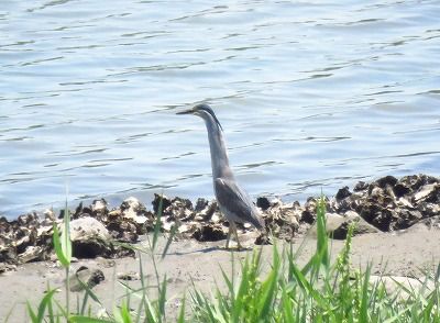 ササゴイー190505-潮入りの池