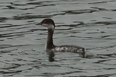 羽白鳰0P4A5450鳥