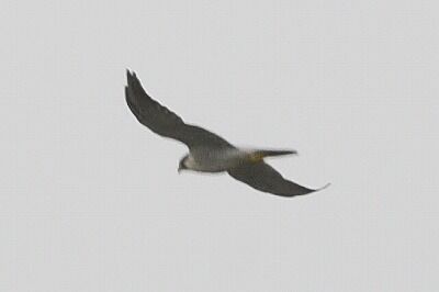 ハヤブサ_20200925_東京港野鳥公園_レンジャー撮影