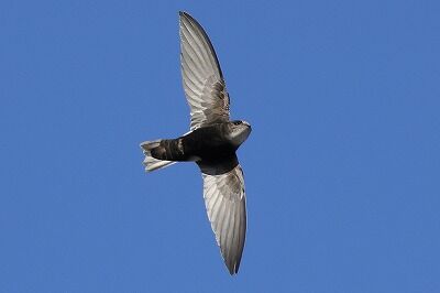 姫雨燕0P4A5624鳥