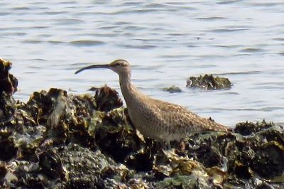 190421_チュウシャクシギ_前浜_青木撮影