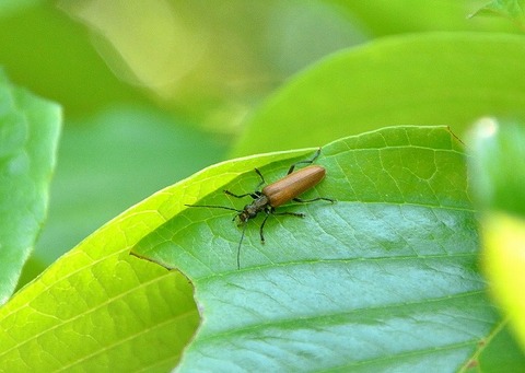 キバネカミキリモドキー180522-東京港野鳥公園西園ミズキ (3)