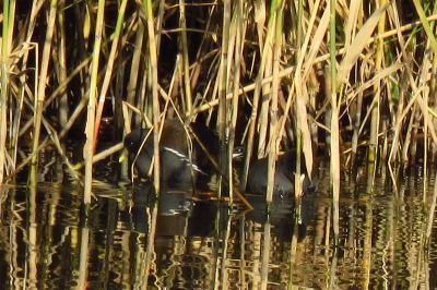 181218_バン_東淡水池_古沢撮影