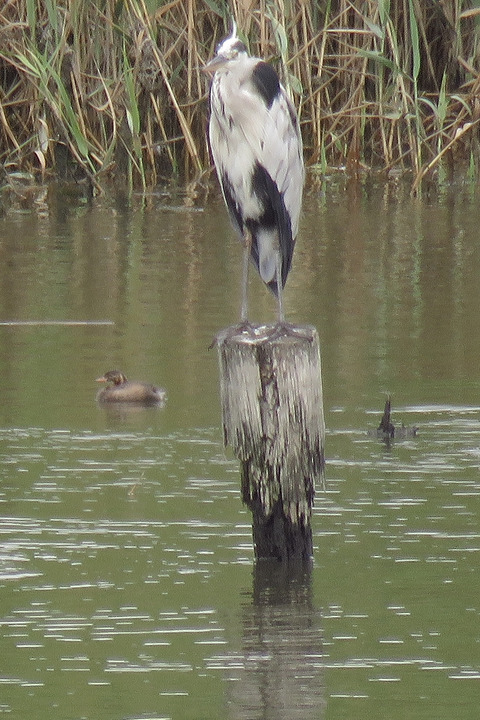 カイツブリ08.07.28
