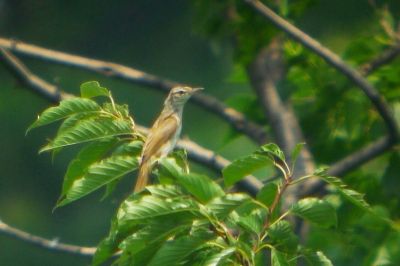 オオヨシキリ_20190725_東京港野鳥公園_恩田幸昌_P1420481_trim