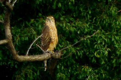 オオタカ_幼鳥_20200125_東京港野鳥公園_恩田幸昌_P1420723_trim