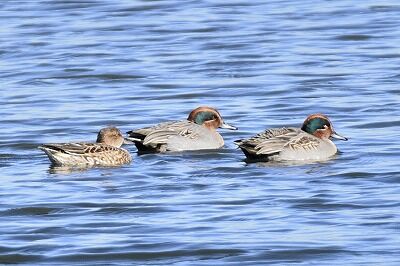コガモ_20201128_東京港野鳥公園_レンジャー撮影