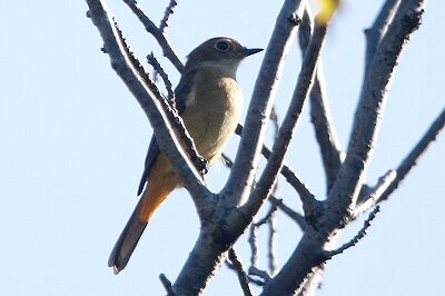 ジョウビタキ_231020_東京港野鳥公園_恩田幸昌_MG_8755_trim