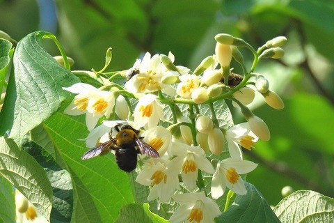 キムネクマバチー180422－NC前