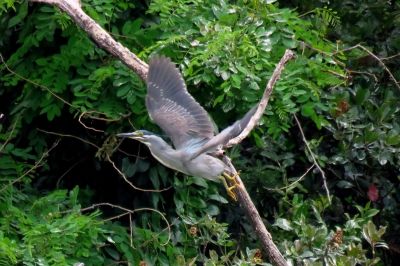 190528_ササゴイ_潮入りの池_古沢撮影