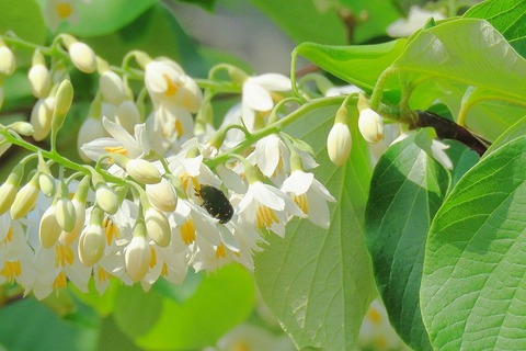 コアオハナムグリー180422ーNC前