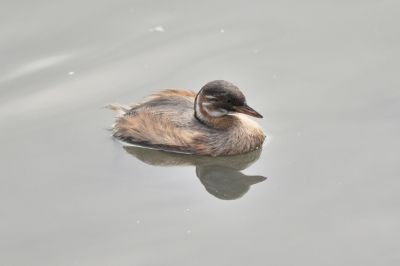 カイツブリ_190824_潮入りの池2