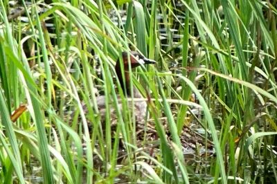 カイツブリ_230620_東京港野鳥公園_恩田幸昌_IMG_7918_trim