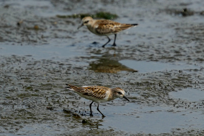トウネン_240919_東京港野鳥公園_潮入りの池_公財日本野鳥の会_レンジャー青木撮影2.1