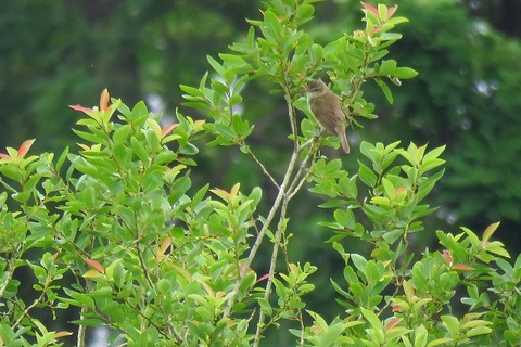 20180526_オオヨシキリ