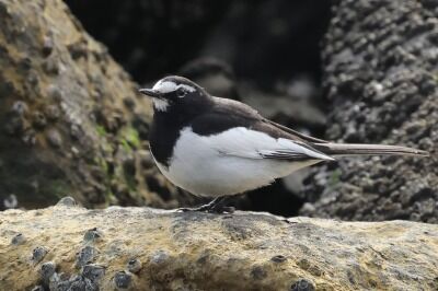 背黒鶺鴒0P4A1228鳥