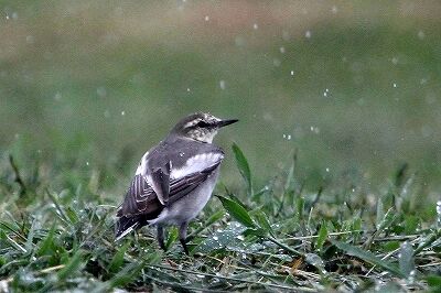 ハクセキレイ_230822_東京港野鳥公園_恩田幸昌_MG_5906_trim