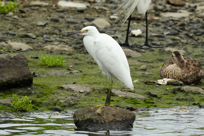 コサギ_240630_東京港野鳥公園_潮入りの池_公財日本野鳥の会_レンジャー青木撮影