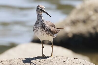 黄足鷸0P4A9276鳥
