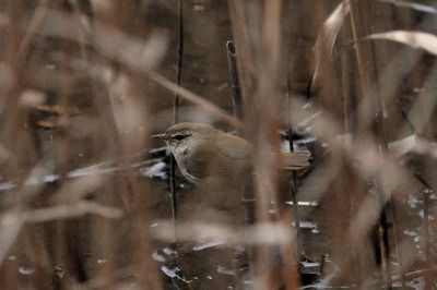 190125_ウグイス_3号_青木撮影