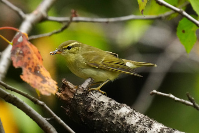 ムシクイsp_241025_東京港野鳥公園_芝生広場_公財日本野鳥の会_レンジャー青木撮影