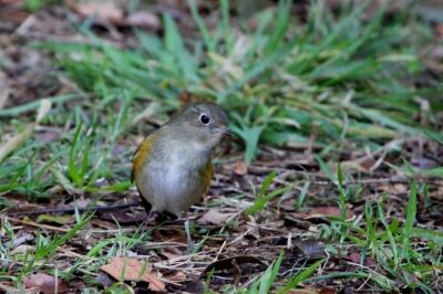 ルリビタキ_240224_東京港野鳥公園_恩田幸昌_IMG_0376_trim