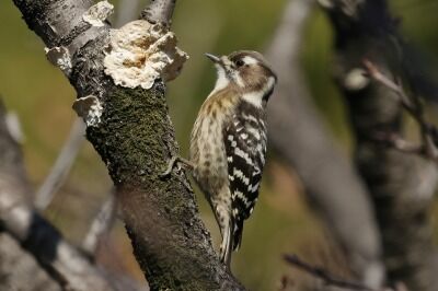 小啄木鳥0P4A2150鳥