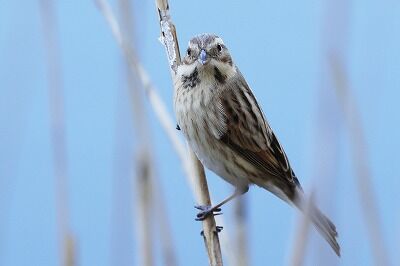 大寿林0P4A7800鳥