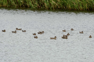 コガモ_240921_東京港野鳥公園_東淡水池_公財日本野鳥の会_レンジャー青木撮影