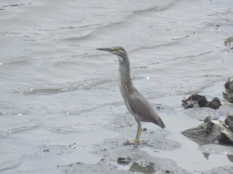 ササゴイ18.07.25