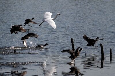 オオバン_231027_東京港野鳥公園_恩田幸昌_MG_9125_trim