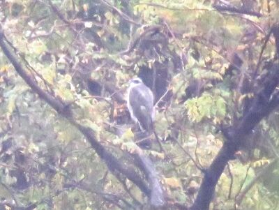オオタカー191123－東淡水池