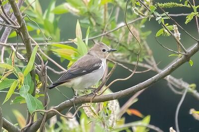 DSC_3484-DeNoiseAI-standard