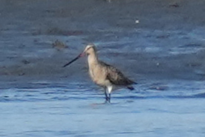 オオソリハシシギ_240529_東京港野鳥公園_前浜干潟_公財日本野鳥の会_レンジャー青木撮影