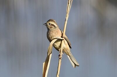 ホオジロ_20201118_東京港野鳥公園_レンジャー撮影2