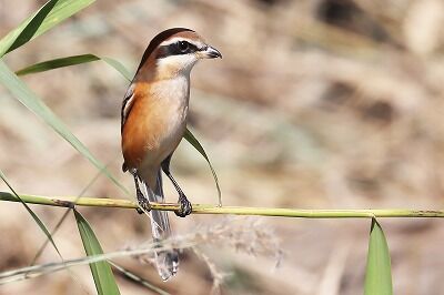 モズIMG_0830（トリミング）