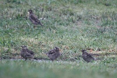 ムクドリ_230822_東京港野鳥公園_恩田幸昌_MG_5885_trim