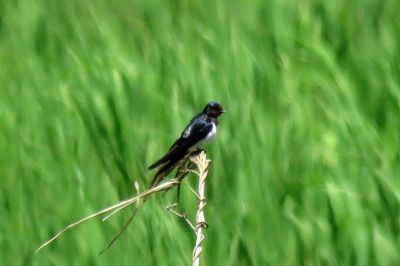 190522_ツバメ_東淡水池_古沢撮影