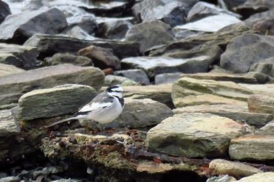 190125_ハクセキレイ_前浜_古沢撮影