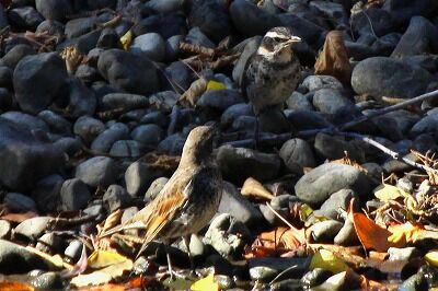 ツグミ_20201123_3号島の水辺レンジャー撮影