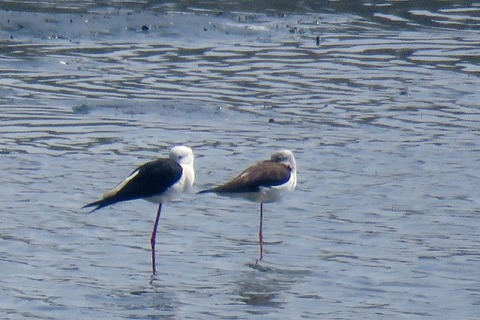 セイタカシギ_180328_東京港野鳥公園_古沢撮影_IMG_0604_trim