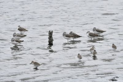 アオアシシギ_191024_潮入りの池