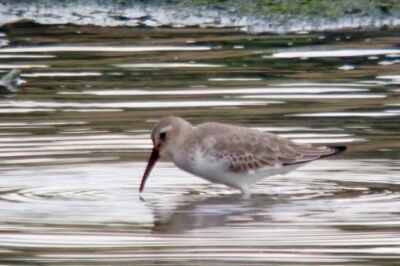 ハマシギ_221022_東京港野鳥公園_恩田幸昌_PA220667_trim