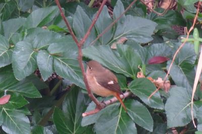 181223_ジョウビタキ _東淡水池 _青木撮影