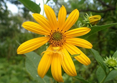 アズチグモー180828-自然生態園ー長縄