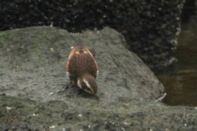 ツグミ_240221_東京港野鳥公園_恩田幸昌_IMG_0335_trim