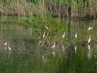 ダイサギ,チュウサギ,コサギ_東淡水池_200820_レンジャー撮影