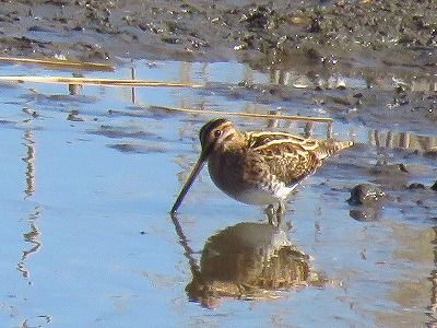 タシギー東淡水池ー190124