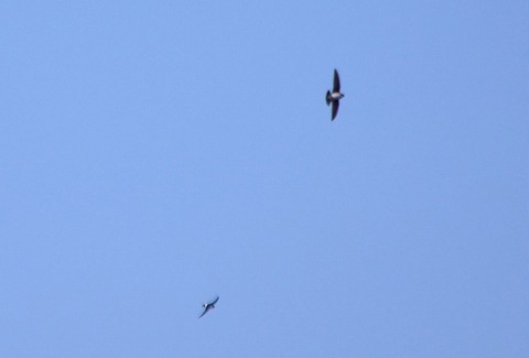 イワツバメー180325－東淡水池ー長縄 (1)