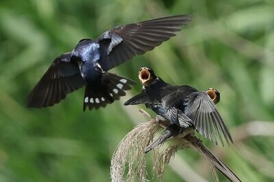 燕親子0P4A5111鳥